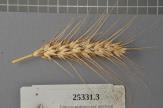 Click for 1 image(s) for this accession. Spike